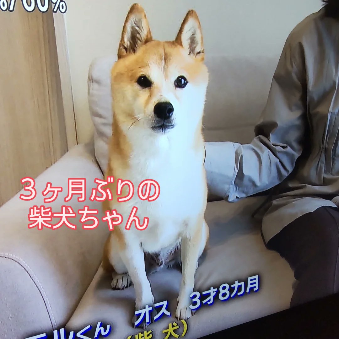 しば犬です。私の汗と涙が染み付いています。 しば犬です。私の汗と涙が染み付いています。 しば犬です。私の汗