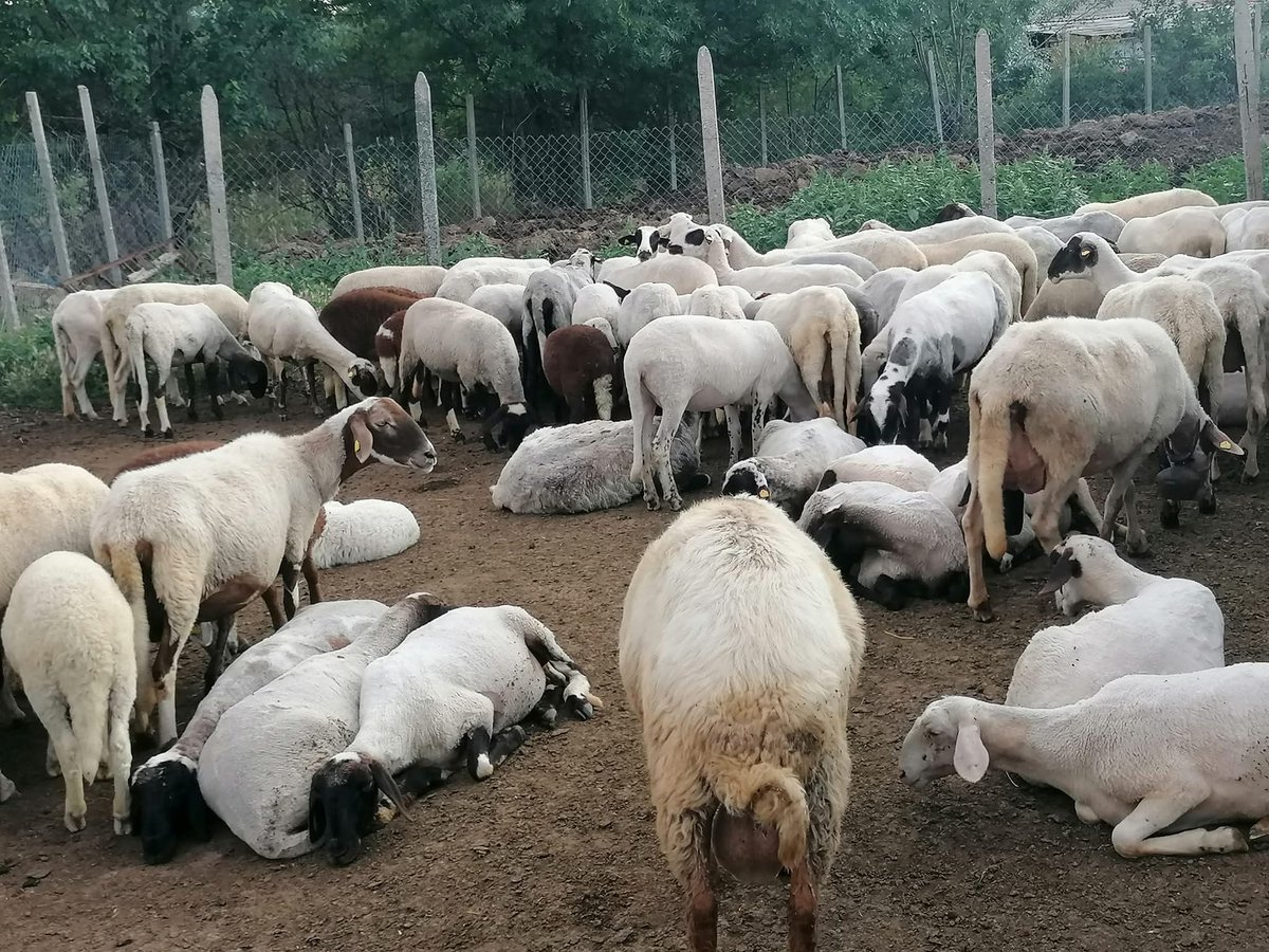 Es wird immer schlimmer.
Die Schafe sind nun zurück von den Weiden. In einer Woche kommen noch die Kühe. Leider wegen Hochwasser fehlt es an Futter für die Winterzeit.Vieleicht kann jemand helfen (Kredit,Spende ). Wir würden sie ungern alle dem Schlachter übergeben