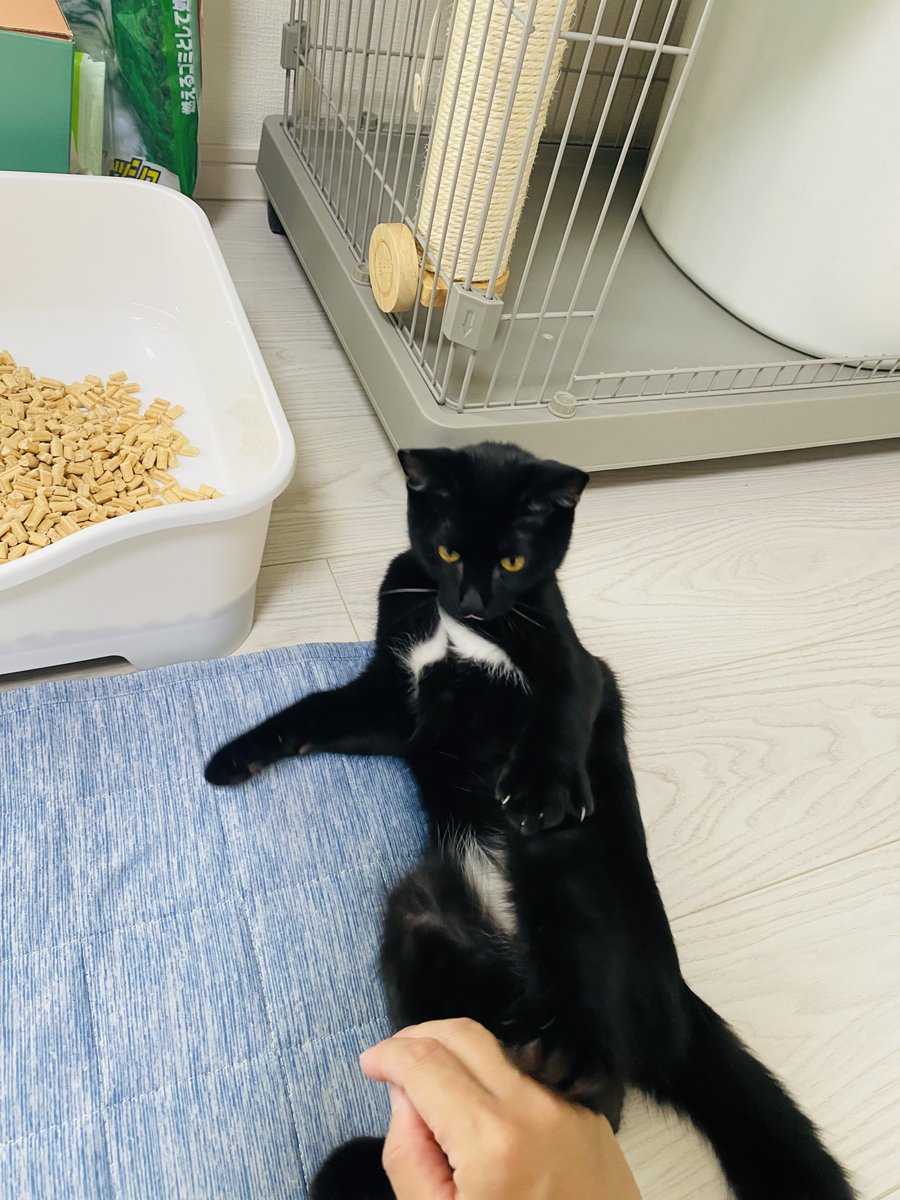 家族が増えました( ΦωΦ )

癒し🥰