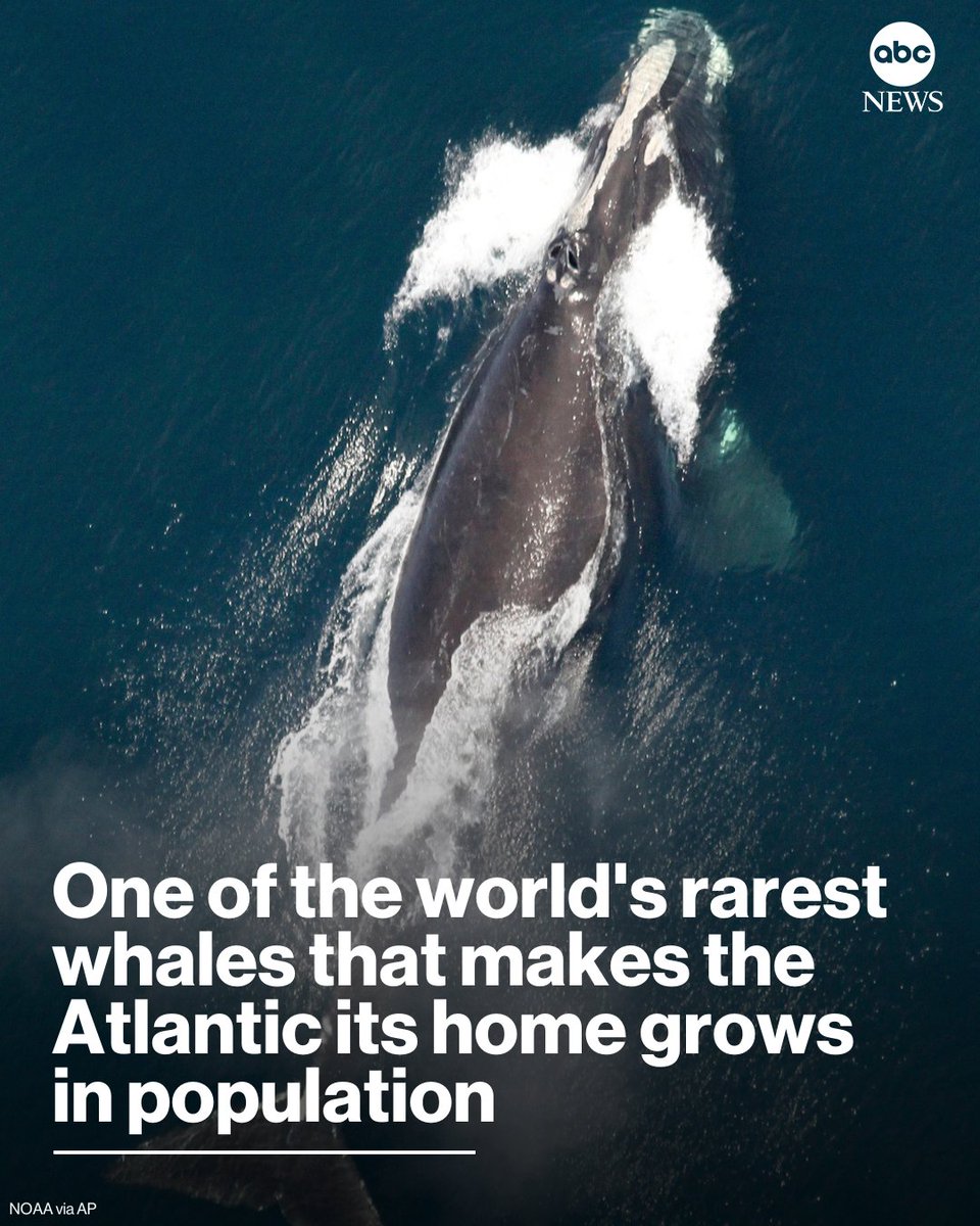 One of the rarest whales on the planet has continued an encouraging trend of population growth in the wake of new efforts to protect the giant animals, according to scientists who study them.

Read more: abcnews.link/J2H6Zbj