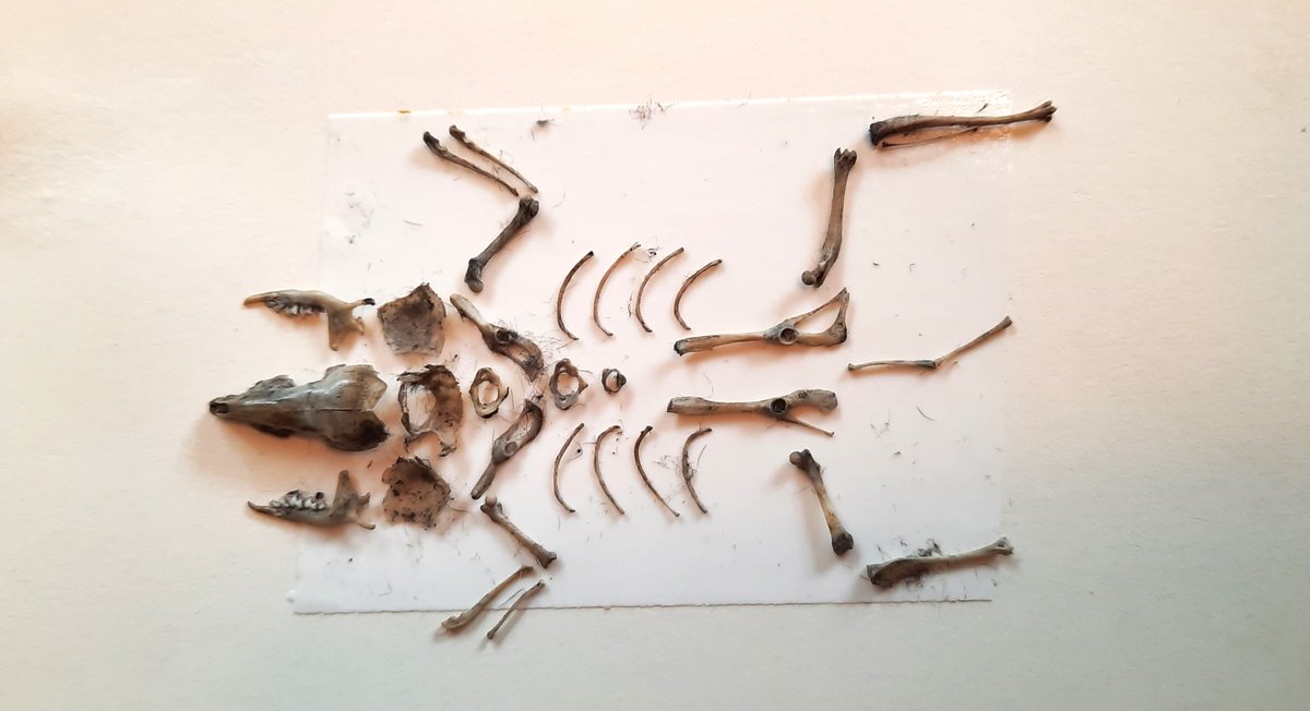 Braakballen pluizen met IVN Apeldoorn: natuuronderwijs in de herfstvakantie: In het Theehuis van Stadspark Berg &amp; Bos in Apeldoorn organiseert IVN Apeldoorn op woensdag 22 oktober een educatieve activiteit voor kinderen… rtv-apeldoorn.nl/nieuws/braakba… #apeldoorn #rtvapeldoorn #nieuws