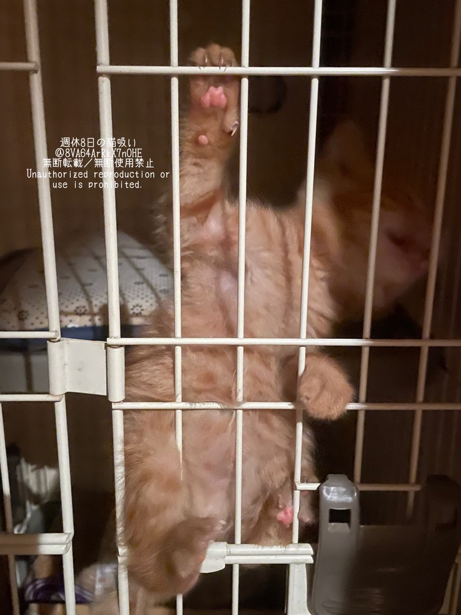 週休8日の猫吸い on X