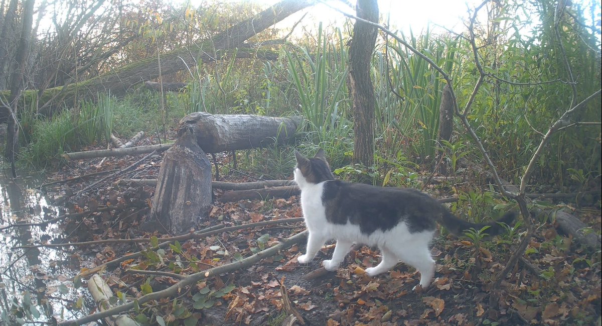 Wśród naszych obserwacji lasu stały bywalec to kot domowy. Naukowcy wskazują, że koty w naturze są jednym z największych zagrożeń, (według badań amerykańskich największym) dla ptaków. Kot zabija ptaki nie z głodu, a dla przyjemności.

Miejscem kota nie jest ani park, ani las.