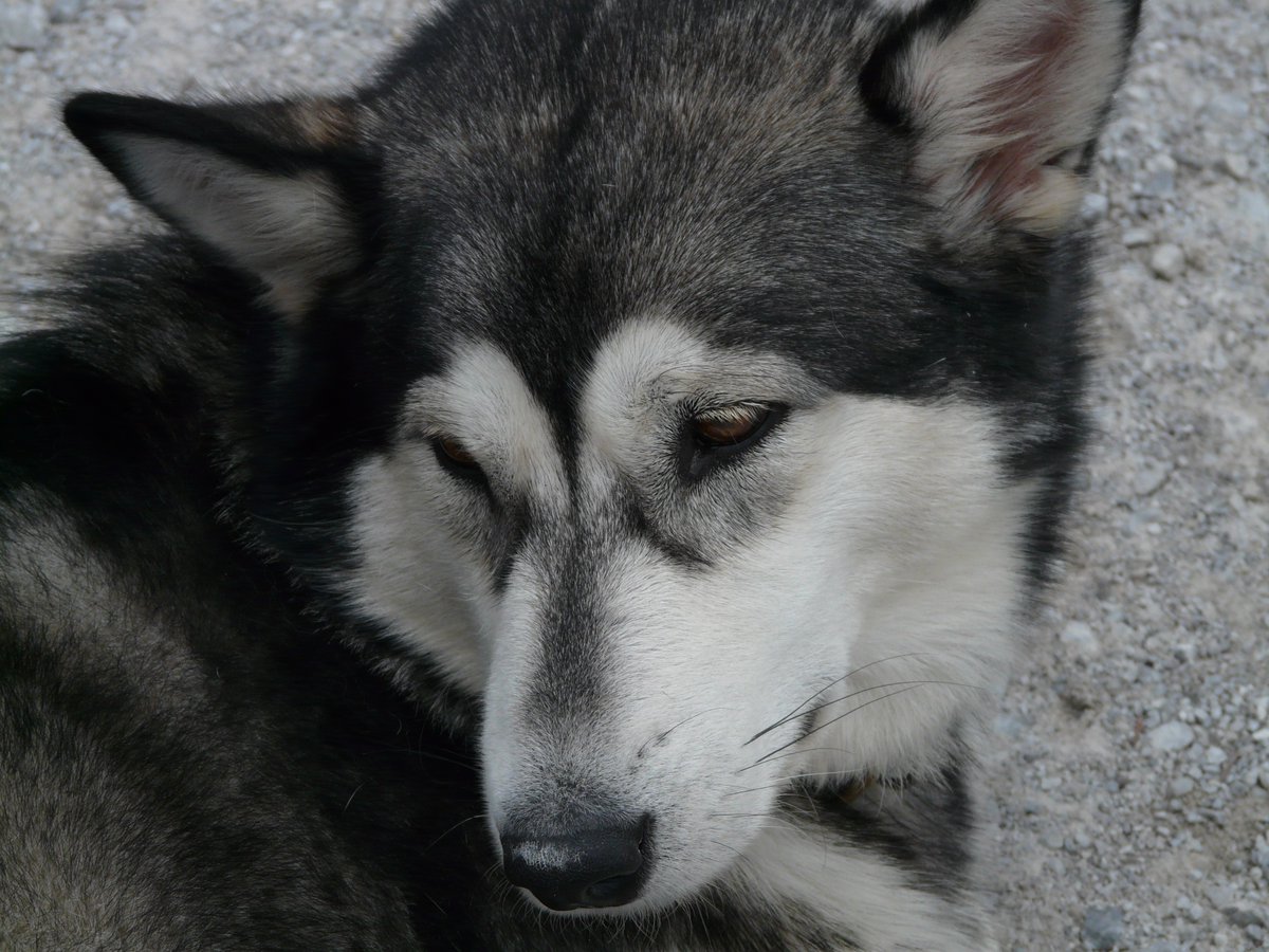 CK9Bot's tweet image. 🐶 Our captivating canine of the hour: Siberian Husky
🔗 Learn more: en.wikipedia.org/wiki/Siberian_…