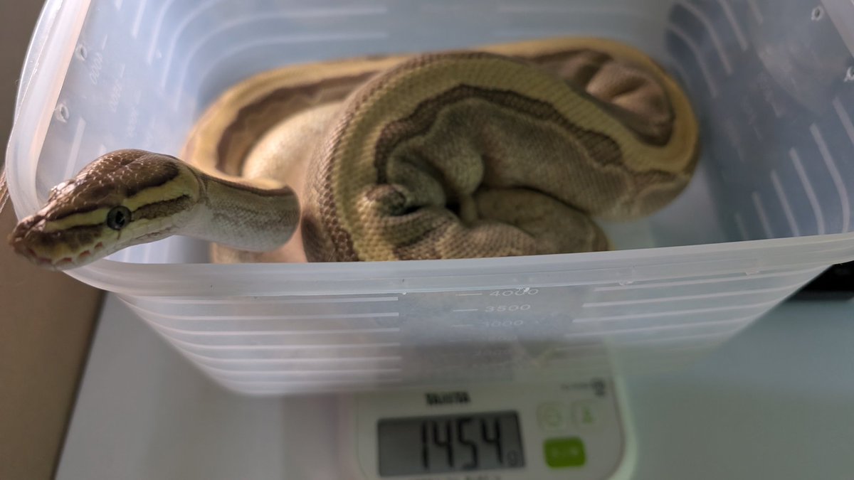 mike206412's tweet image. ぴしてたので体重測定💭💭

 #ボールパイソン  #爬虫類好きと繋がりたい  #ballpython