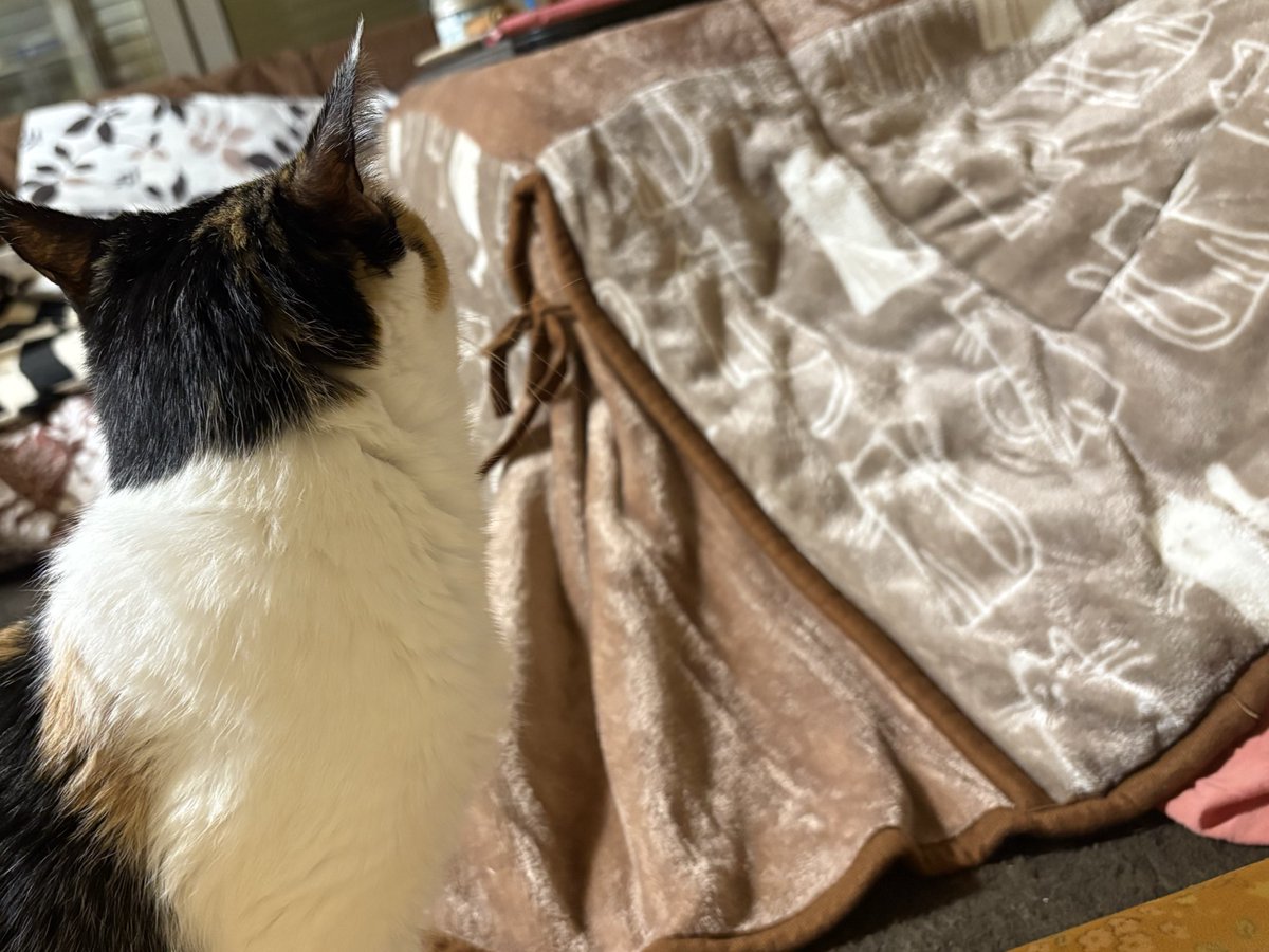 お猫様の炬燵チェック
