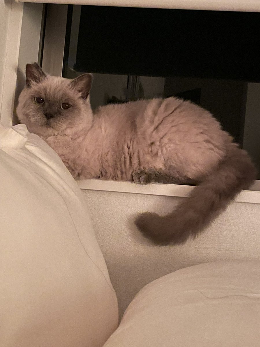 僕は悪くないのにって顔してる。あなたゴミ箱シバいて倒しましたよ。