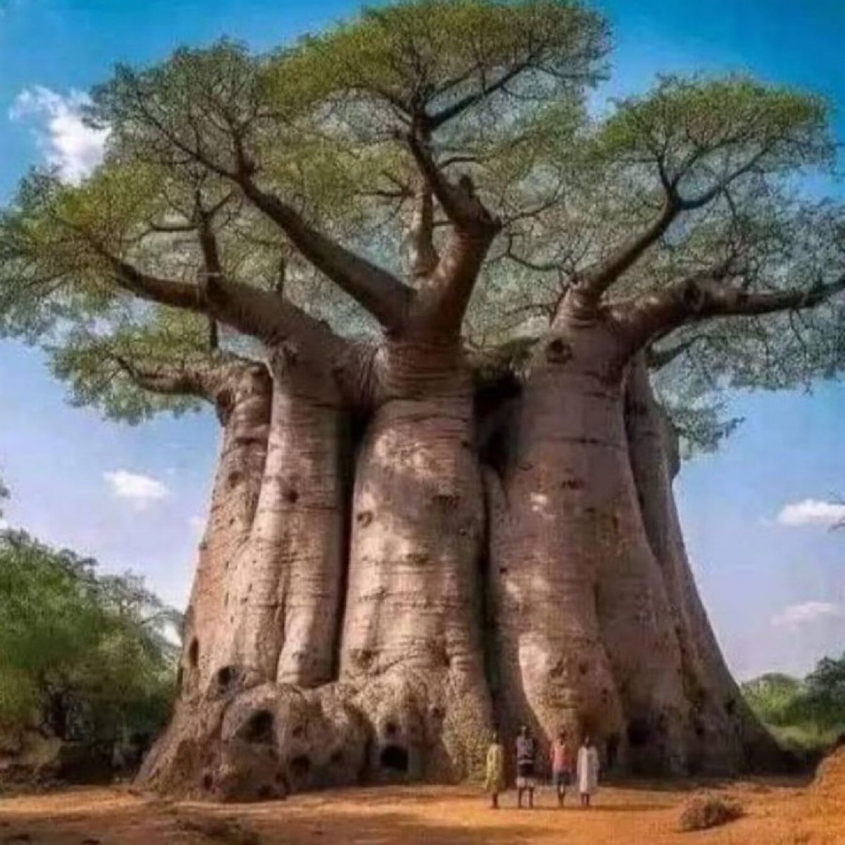 sciencegirl's tweet photo. Size of this baobab tree https://t.co/pSRVus70AE