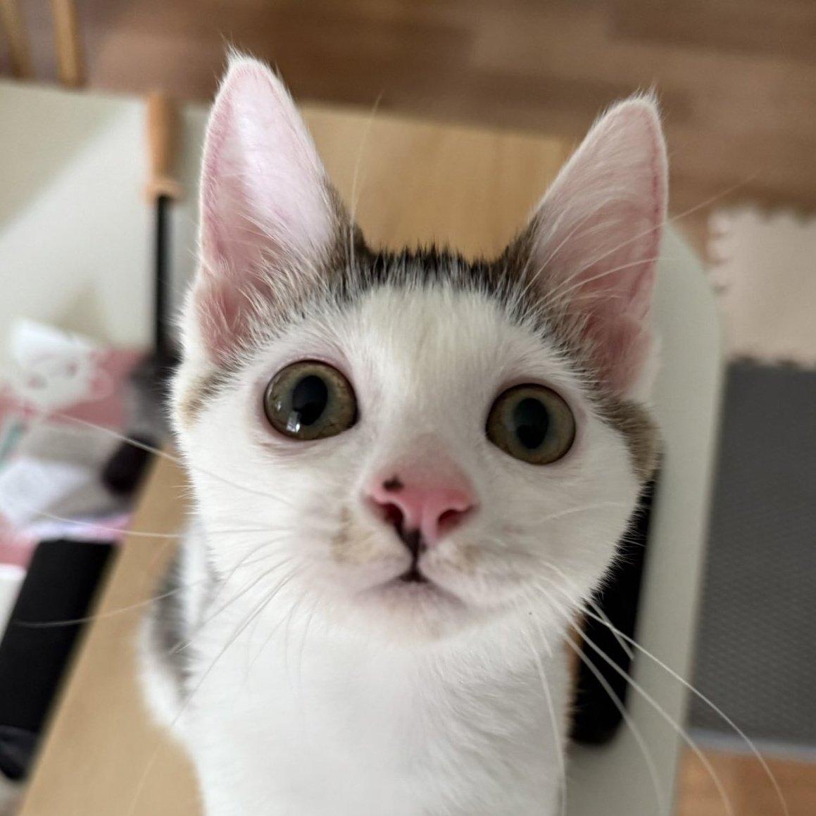 🍀서울 경기 인천🍀
진짜 기여운 애용이가 평생 가족을 찾고있어요!

입양문의 : instagram.com/_jinaaa.98

#고양이입양 #사지말고입양하세요 
x.com/dduddu_cat/sta…