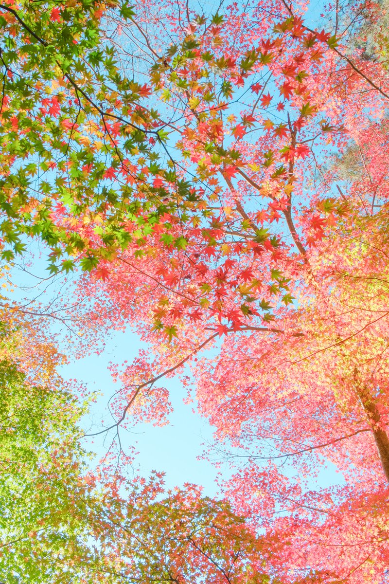 グラデーション。