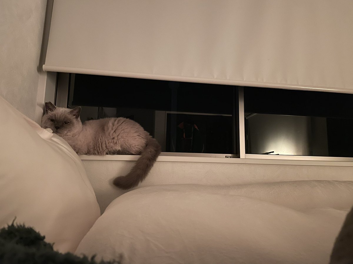 怒られて、拗ねてる猫。何回も机に乗るからですよ。