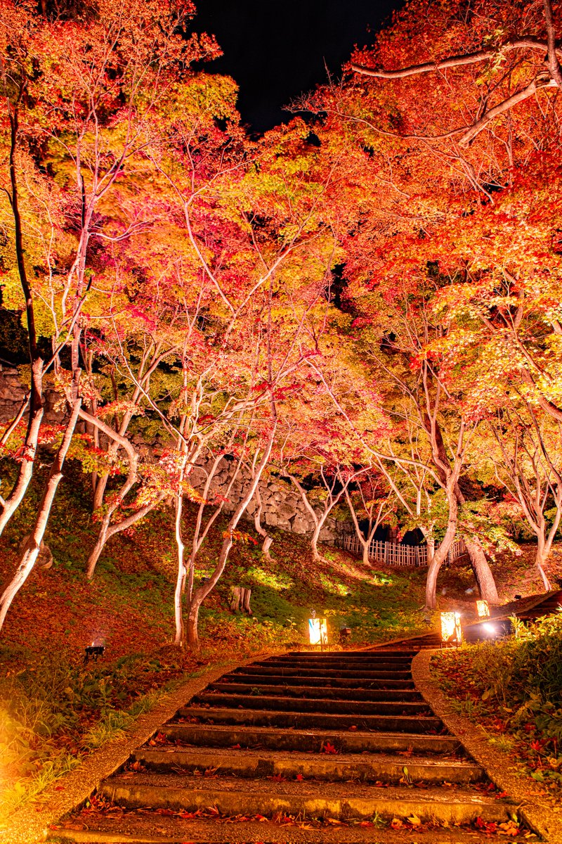 桜で有名な弘前公園は紅葉も最高です　撮影日:2023.11.03