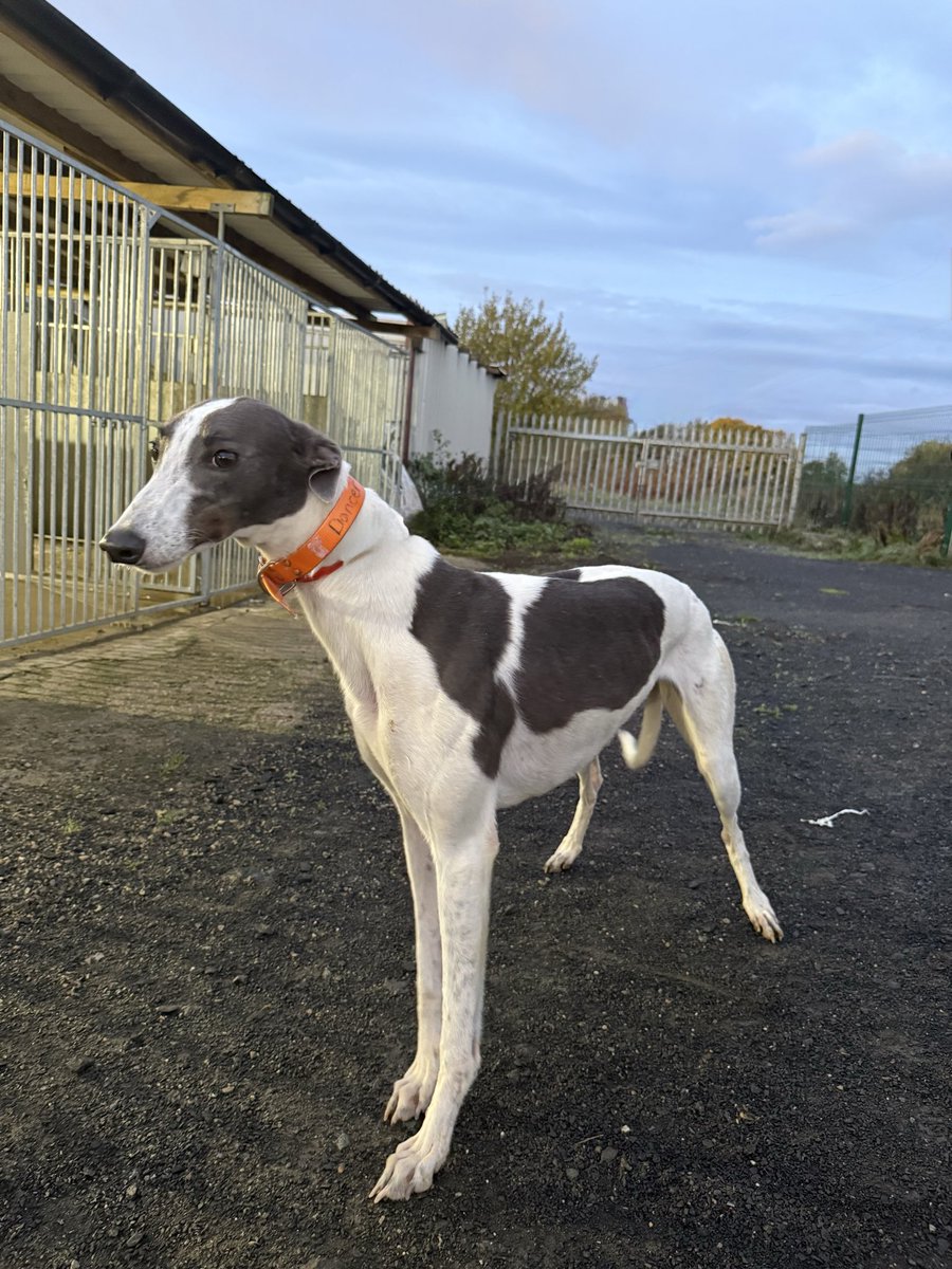 🐾 Join Fruity Racing! 🐾
After the success of Fruity Unity, we’re expanding with 2 new greyhounds – Fruity Dancer &amp; Fruity Dazzler!

Info below!