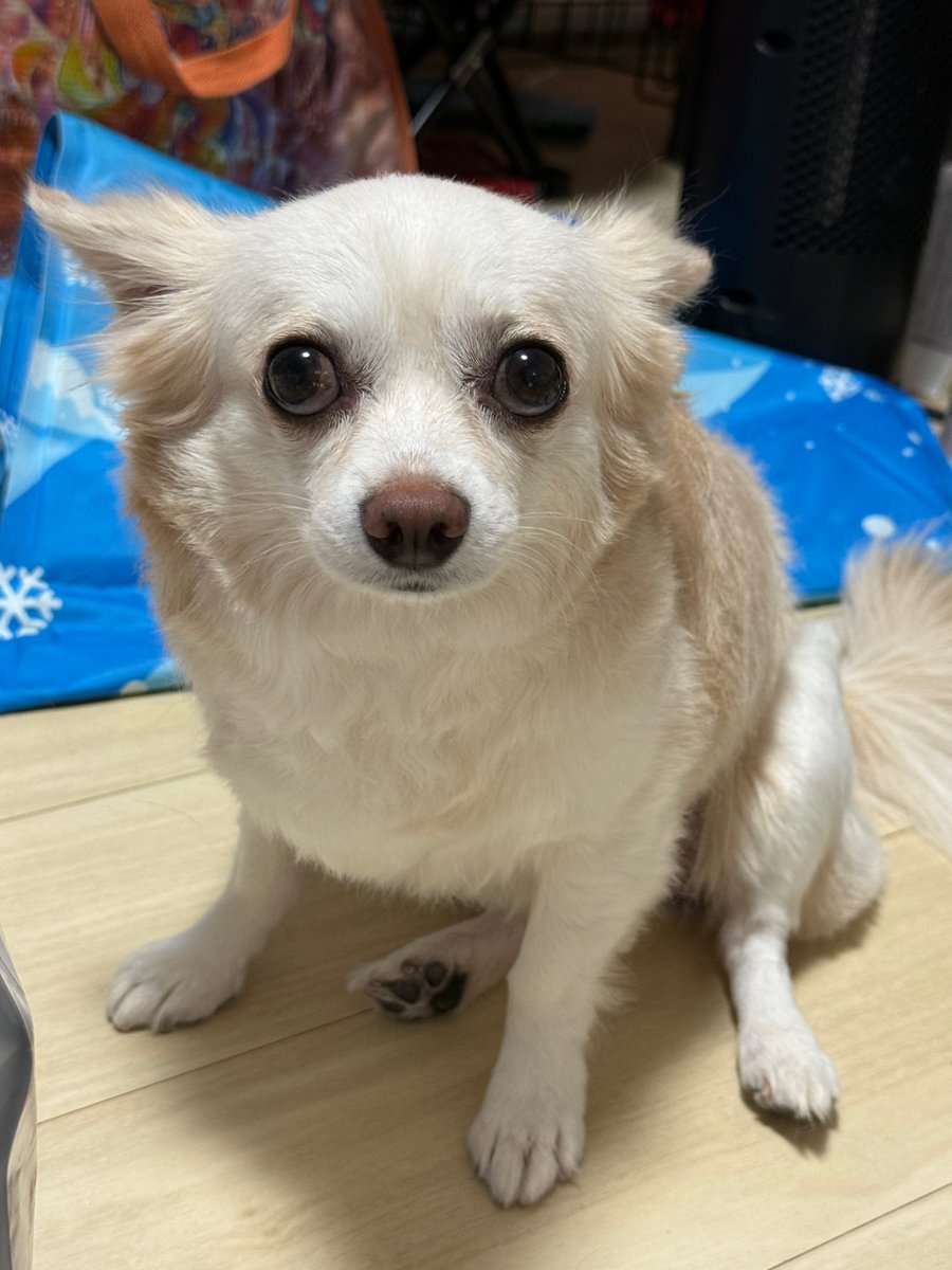 いっぬ様 ASICS アシックス メンズ スニーカー 【ASICS GmbH x Gel