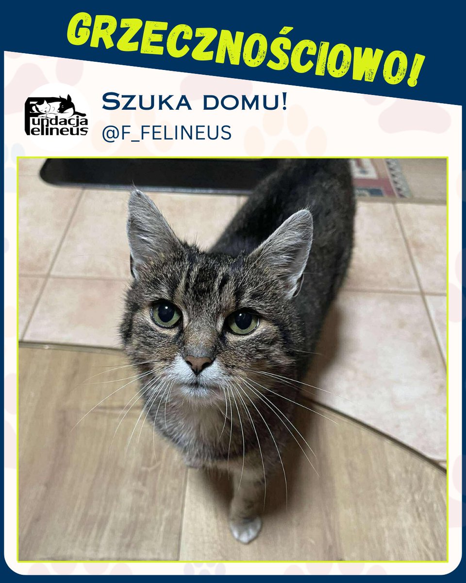 OGŁOSZENIE GRZECZNOŚCIOWE 🐾

Nowego, kochającego domku szuka piękna koteczka 💕
Przybłąkała się jakiś czas temu, ale niestety nie może zostać u mnie na stałe.

To młoda, przyjazna kotka, która bardzo garnie się do człowieka.
Przybłąkała się jako biedulka, a teraz nie do poznania