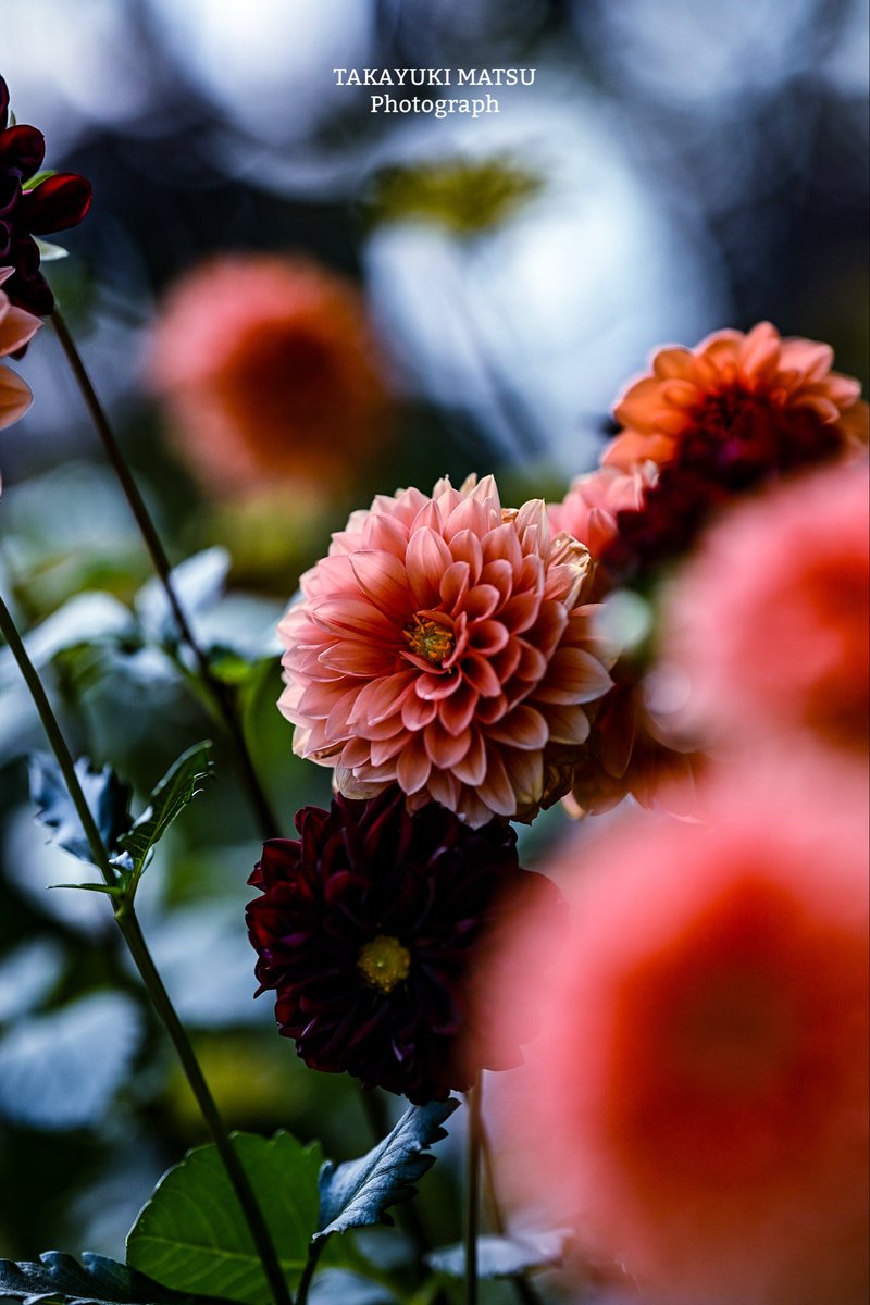 ひろかページ 6月8日(土) 22時よりWEBショップにて、 村上隆 エディション