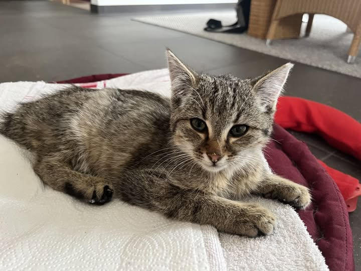 77933 Lahr Schutterlindenberg
Zutrauliches Kätzchen am Straßenrand gefunden.... ausgesetzt
Kopie Tierheim Lahr
Dieser kleine Kater wurde am Freitagabend, dem 17.10.2025 völlig entkräftet am Straßenrand zum
Schutterlindenberg gefunden. Seine Finder waren mit ihm beim Tierarzt, der