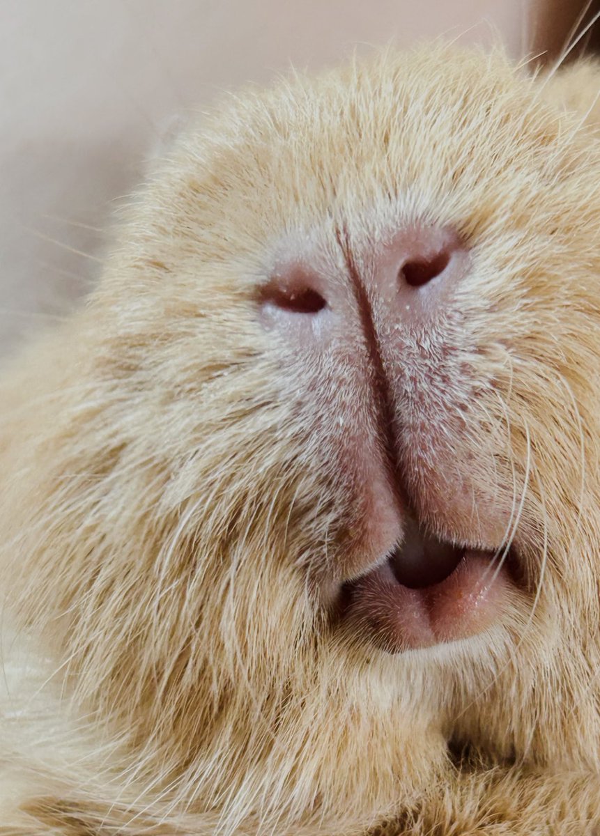 モルモットの人中🐽の割れ目、品種によって個体差によって長さが違いそうね💭