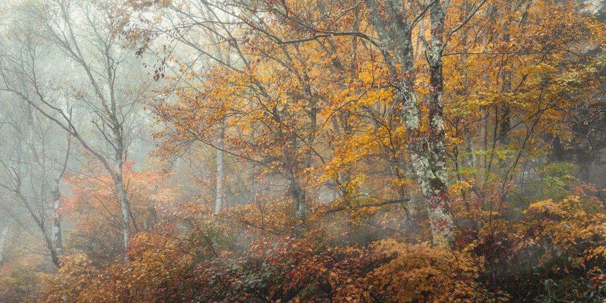 色があふれ出る今年の秋
すばらしいタイミングで撮影できました