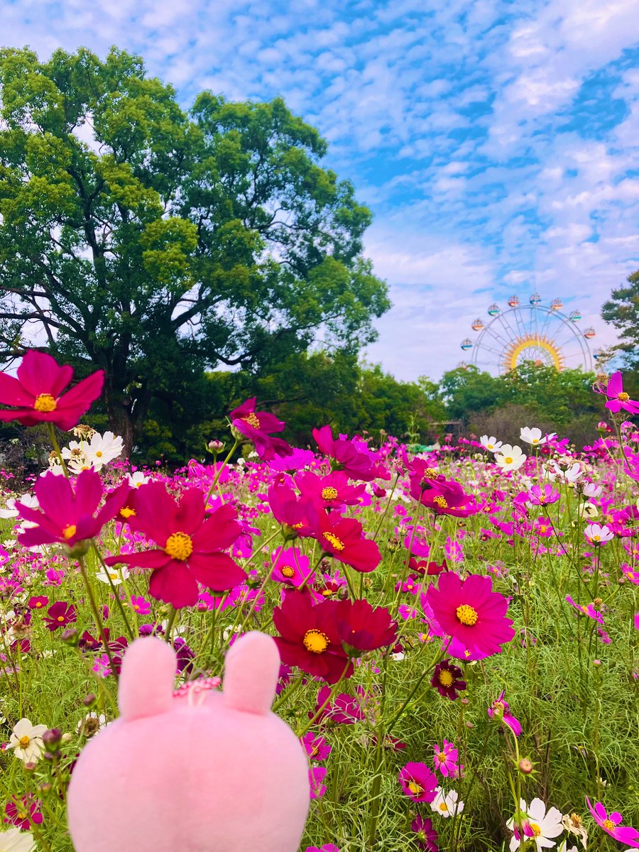 リリィ様のお専用ページです リリィ on X