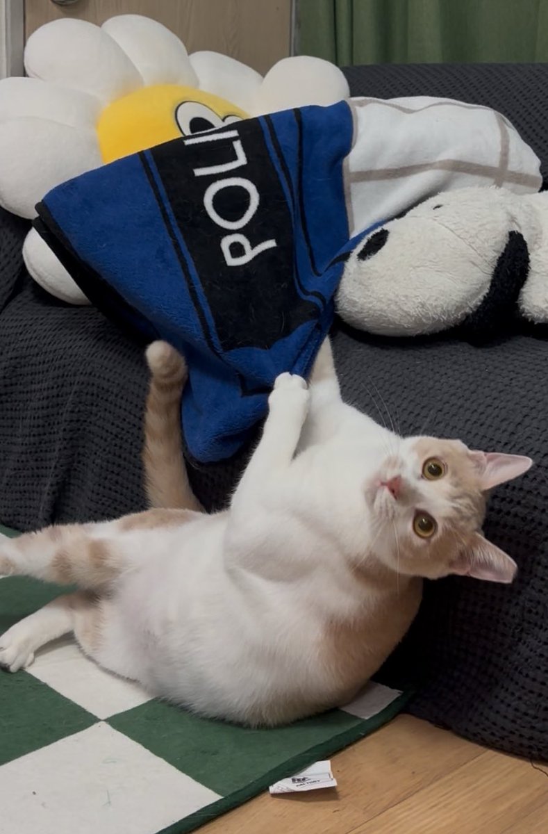 집사야 나 좀 도와줘

#가족찾는_생강이

중성화 완료❗️ 접종 완료❗️ 입양 전국 가능❗️