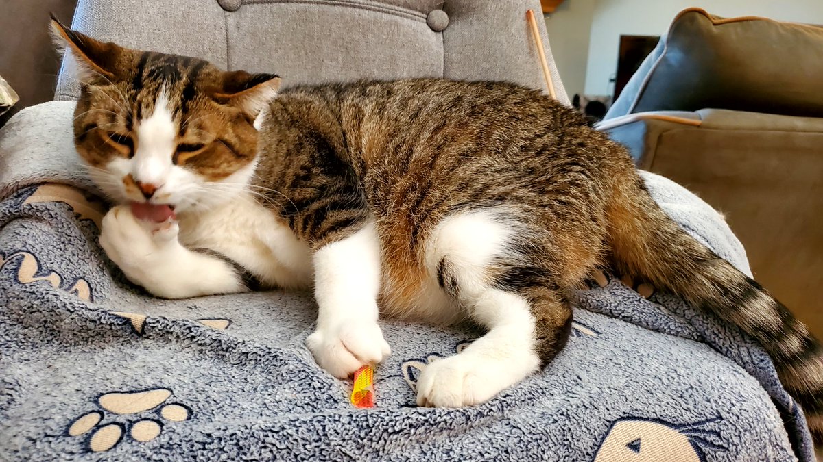 Gotta keep the paws clean, but also gotta keep my toy under control 😼 #Kiwi #tongueouttuesday #tabbytuesday #SNElovespets