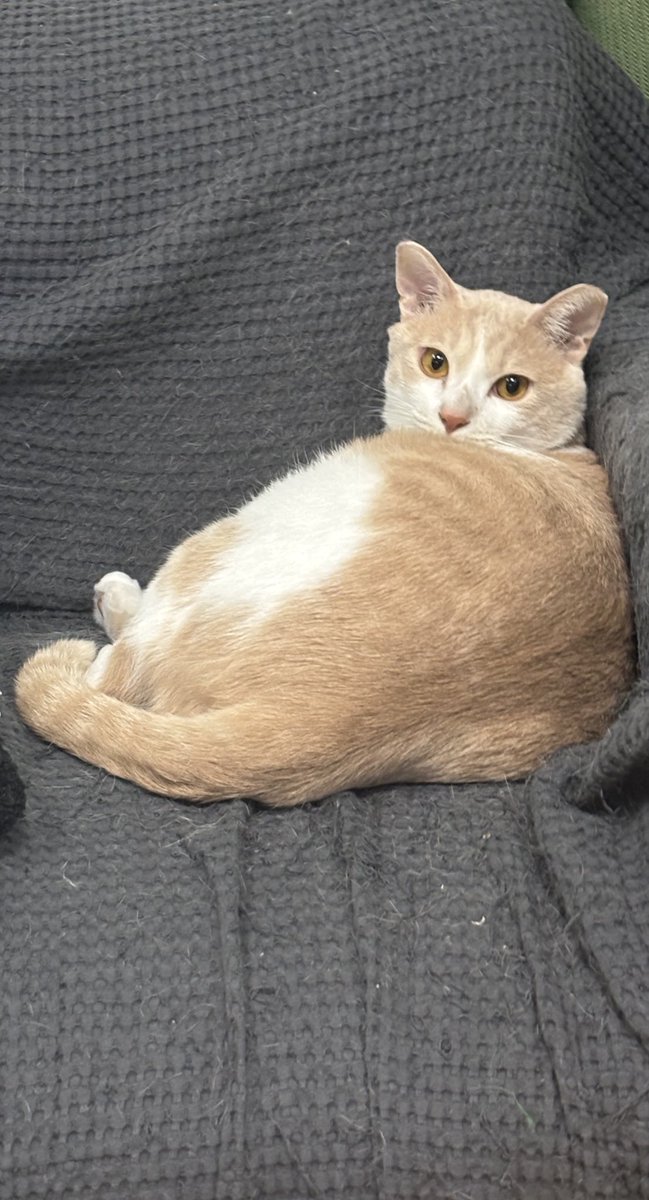 고양이의 미덕 
듬직한 엉덩이

#가족찾는_생강이

중성화완료❗️ 접종완료❗️입양전국가능❗️