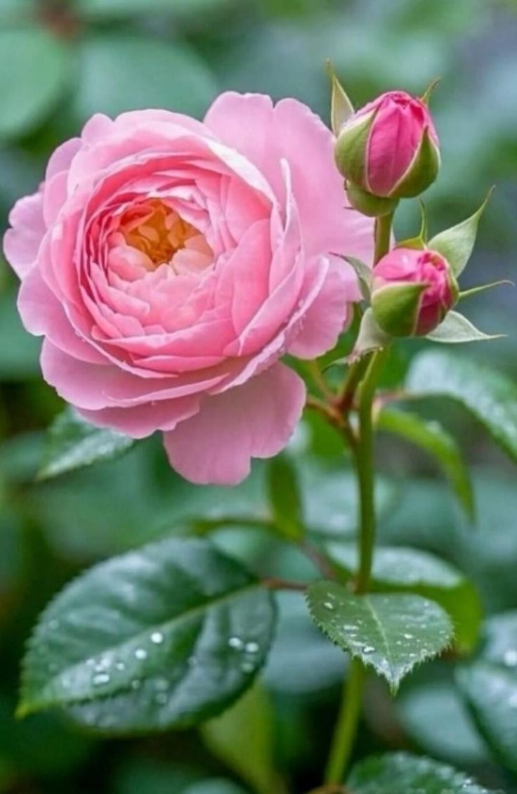 Lauraxs15's tweet image. ᙘօm̶▒▒⃝🌷◍ᨘᨘᎧᎥά
. 🌷 🍃
🍃 𝗕 🌷 🍃
🌷 🍃 𝗢 🌷 🍃
🌷 🍃 𝗠 🌷
🌷 🍃
.
. 🌷 🍃
🍃 𝗗 🌷 🍃
🌷 🍃 𝗜 🌷 🍃
🌷 🍃 𝗔 🌷
🌷 🍃