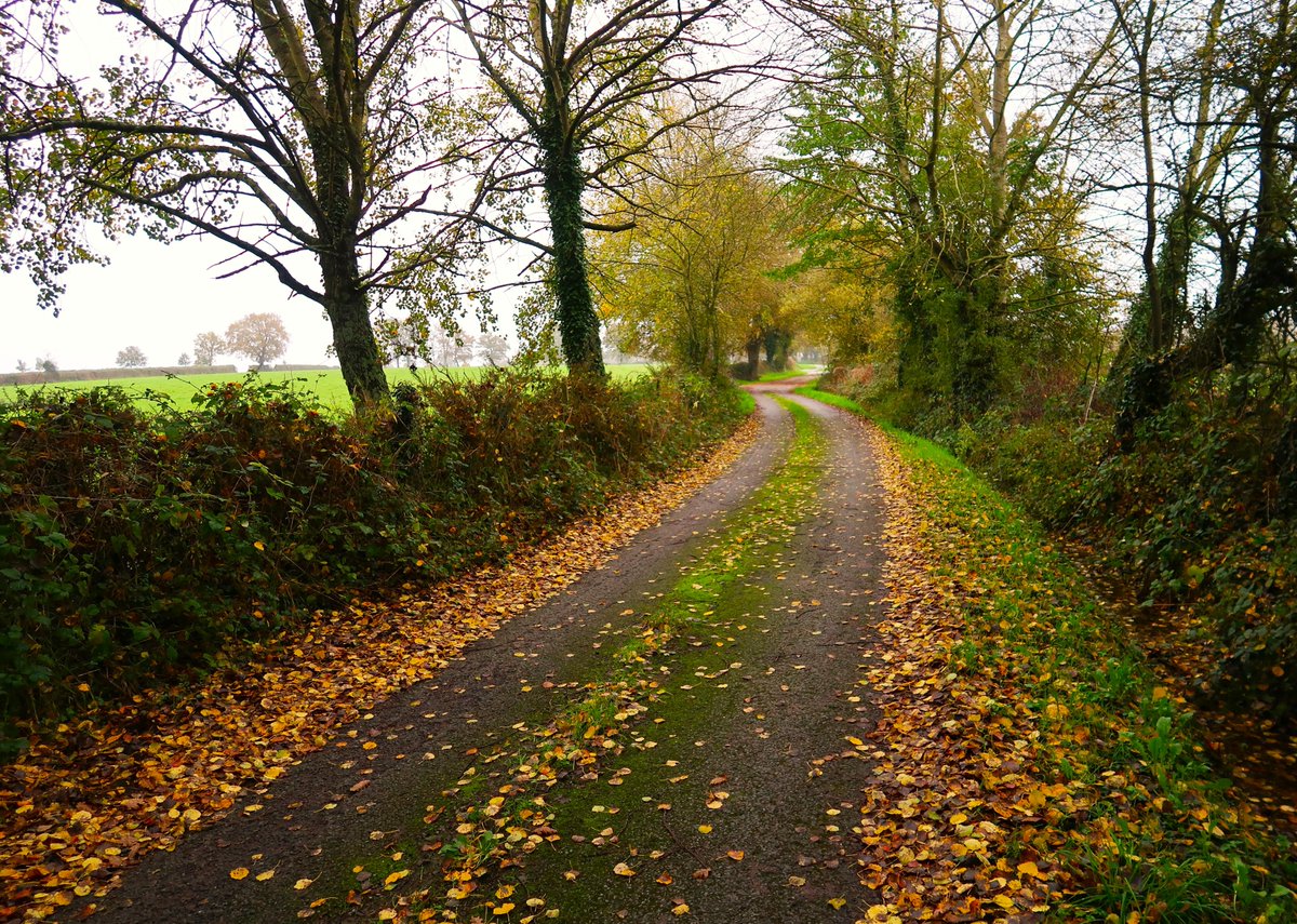 isabelpinheiro's tweet image. #AlphabetChallenge #WeekQforQuiet
#Forest #AutumnVibes #Parthenay