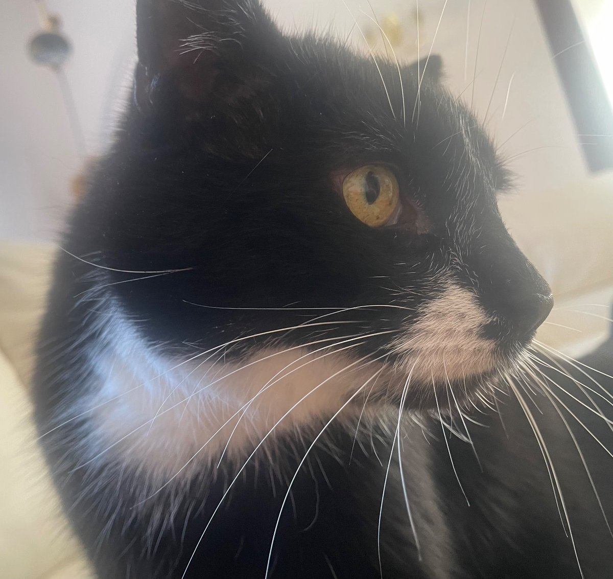 Good morning my lovelies.

I hope everyone is well and ready for another day?

Training is Thursday this week so I’m cleaning downstairs &amp; I’ll be selecting a challenging training video or 2 - it’s like being there with Sarah 😂

Teddy is chilling he’s in all his warm spots 😻