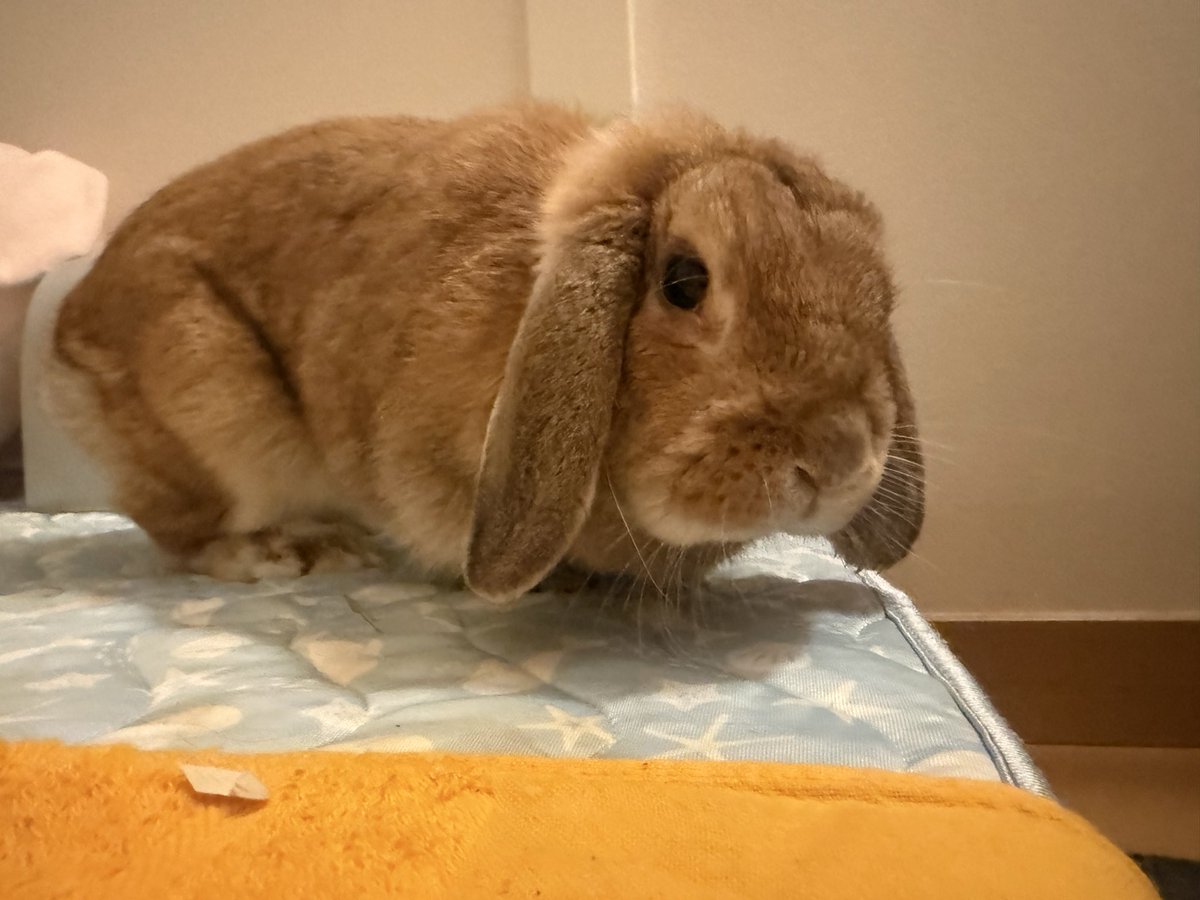 シェリーちゃん