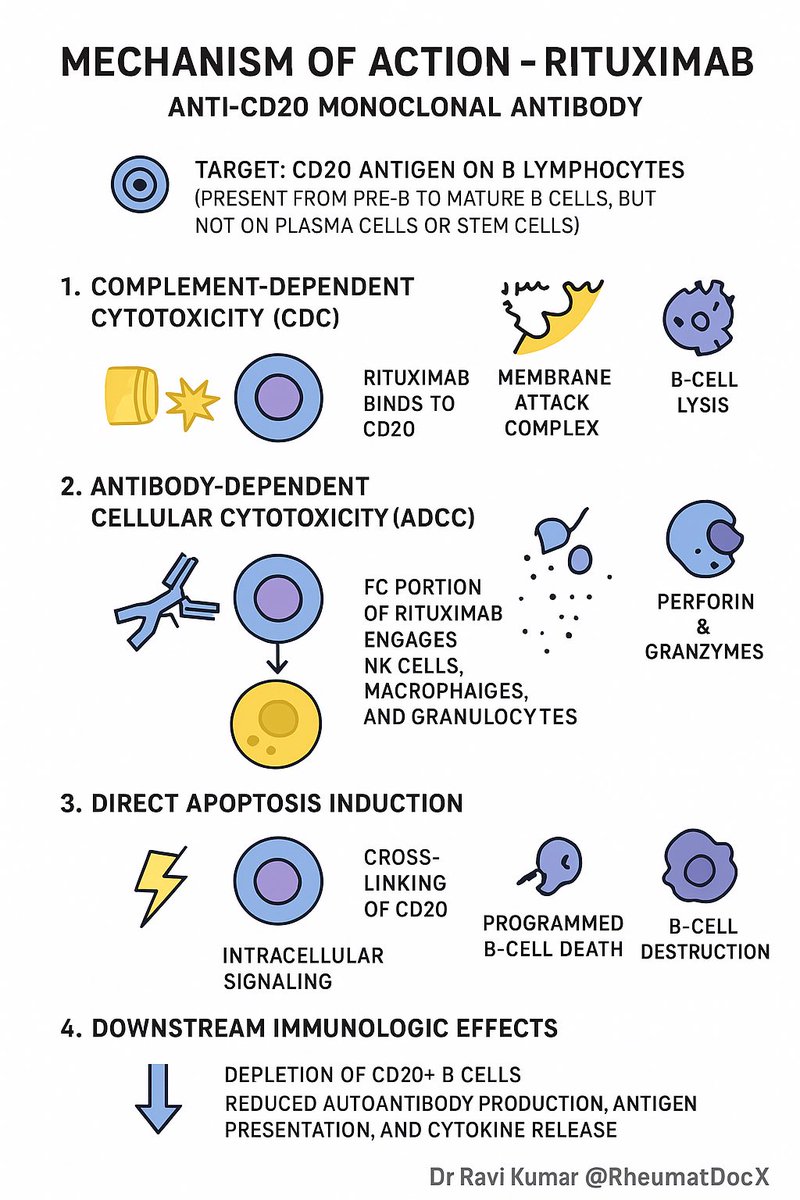 💉 Rituximab: The B-Cell Assassin⚔️

🧬 A chimeric monoclonal antibody (IgG1κ) targeting CD20 on pre-B and mature B cells
🚫 Not expressed on stem cells or plasma cells → allows B-cell reconstitution later

⚙️ Mechanism of Action

🎯 Binds CD20 → induces B-cell depletion