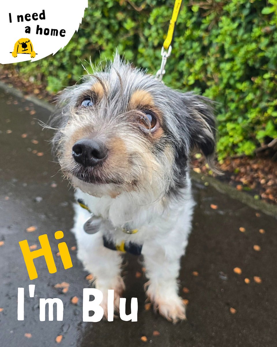 Dogs Trust Dundee (@dt_dundee_) on Twitter photo Say hello to Blu 💛
This approx. 9-year-old Jack Russell x Shih Tzu loves the beach, meeting new people and making friends. He’s settling into foster care and will soon be ready to find his new home 🌊🐾
Could you be Blu’s forever? 💛
<a href="/DogsTrust/">Dogs Trust 💛🐶</a> #FosterDog #AdoptDontShop Say hello to Blu 💛
This approx. 9-year-old Jack Russell x Shih Tzu loves the beach, meeting new people and making friends. He’s settling into foster care and will soon be ready to find his new home 🌊🐾
Could you be Blu’s forever? 💛
<a href="/DogsTrust/">Dogs Trust 💛🐶</a> #FosterDog #AdoptDontShop