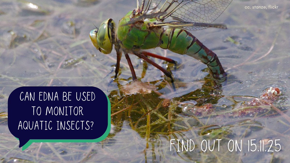 Laura Weldon, Founder of the eDNA Consultancy, joins us to discuss the applications of eDNA as a wildlife monitoring tool 🧬  Register for the online BDS Annual Meeting on Saturday 15 November 2025👉  british-dragonflies.org.uk/event/annualme…
