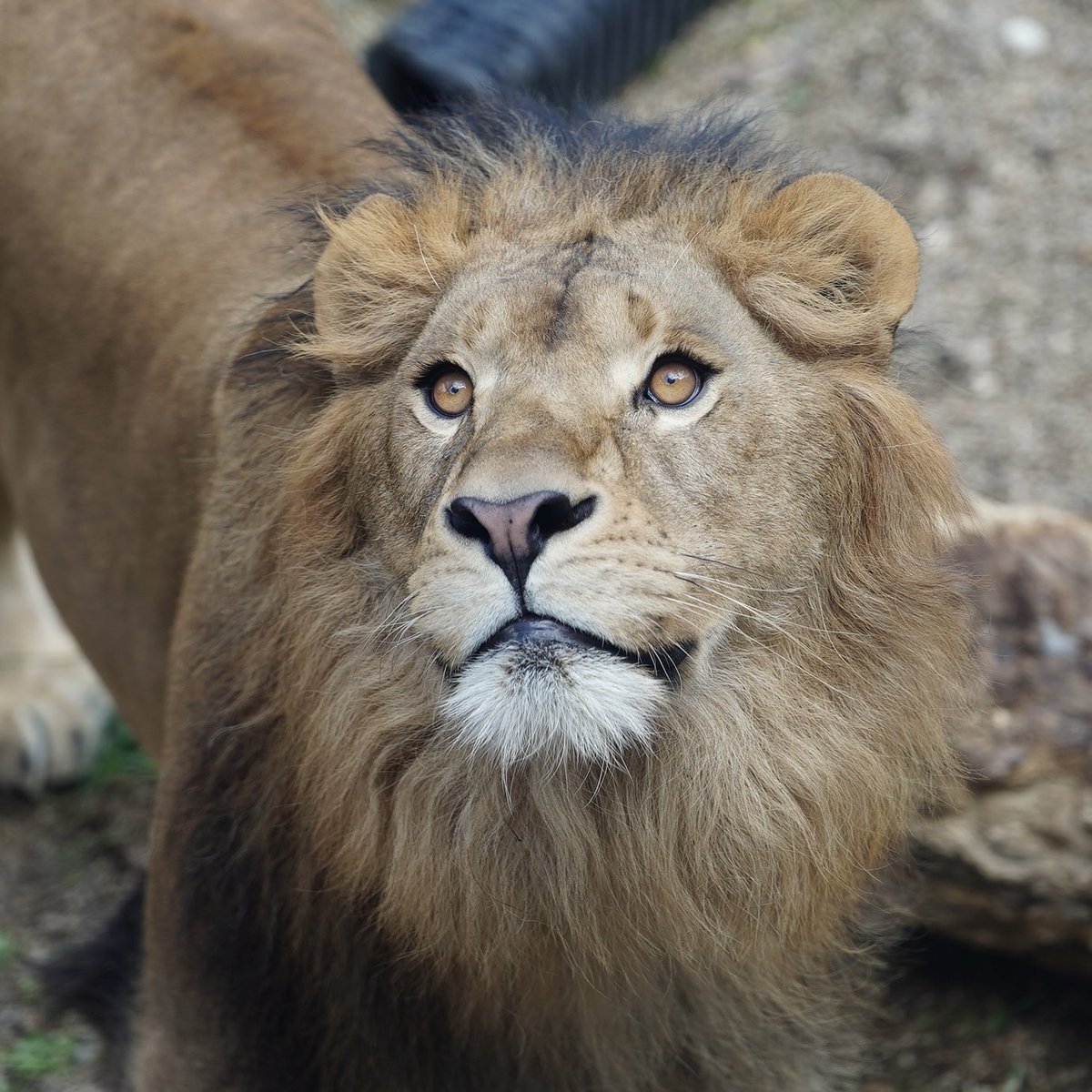 komabaZooPhoto's tweet image. 円山動物園のプリンス&プリンセスです
#ライオン #lion #bigcat #パーチェ #イト