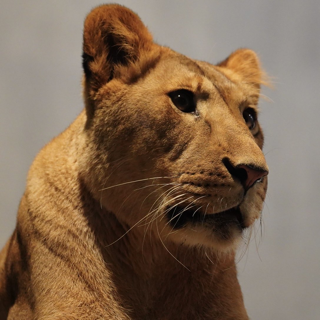 komabaZooPhoto's tweet image. 円山動物園のプリンス&プリンセスです
#ライオン #lion #bigcat #パーチェ #イト
