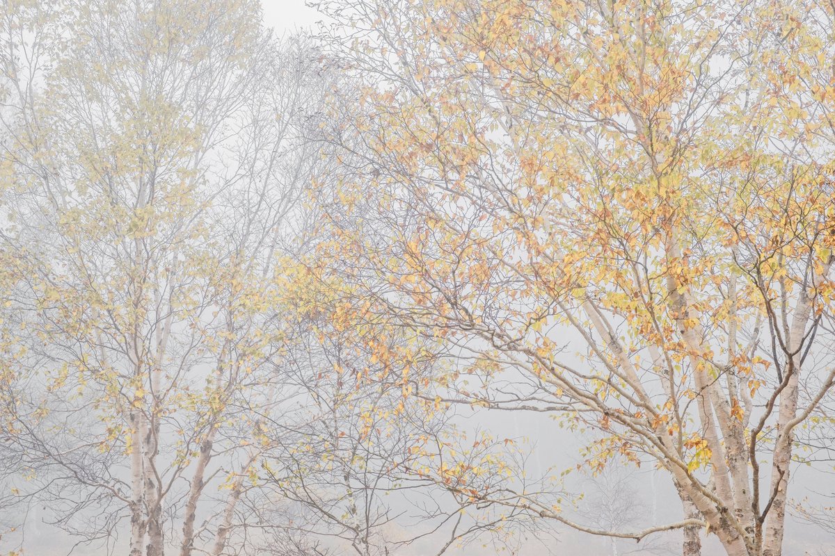 nana082282's tweet image. Like to Haze.
秋の色彩と霞
#GFX100