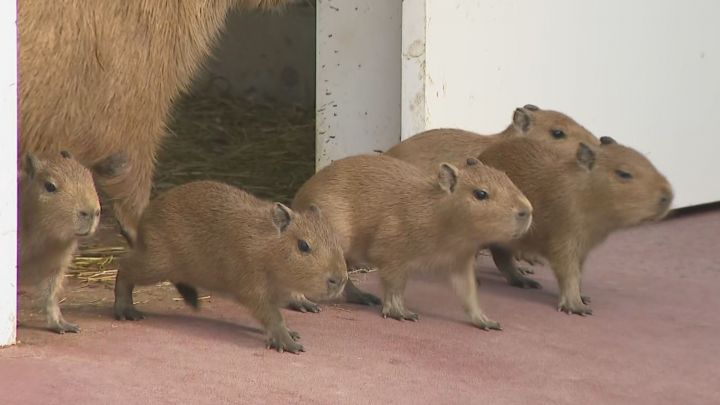 【かわいい】愛知・竹島水族館、12日に生まれたカピバラの赤ちゃん5匹を公開
news.livedoor.com/article/detail…

公開されているのは、カピバラの「めめ」が産んだオス3匹とメス2匹の赤ちゃん。お母さんの周りをよちよち歩いたり走り回ったり、牧草を頬張ったりと元気いっぱいな様子だという。