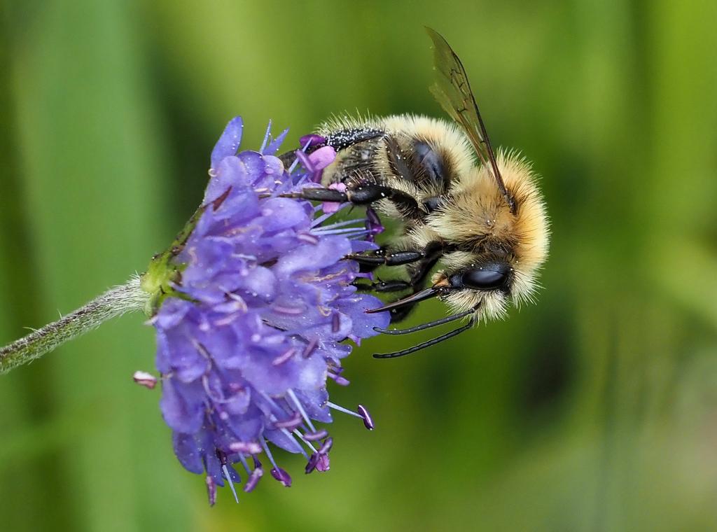 De laatste werkzaamheden in Ootmaanlanden zijn afgerond. De natuur moet het nu zelf overnemen. En dat gebeurt al! Er is een bijzondere plant ontdekt: de blauwe knoop. “Zo vormt deze bloem de basis van een hele voedselketen”. Lees het artikel: bit.ly/47zSswT