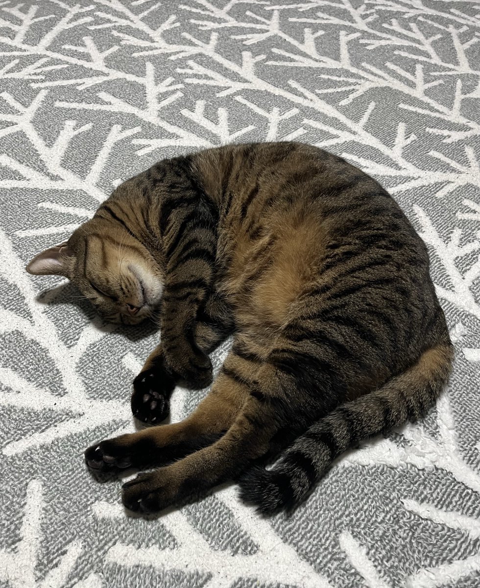 xekd3021's tweet image. まだそこまで寒いわけじゃないけど、ファンヒーターを出した！

試しにつけたらトラちゃんが気持ち良さそうで消せなくなったよ💦

今年はホットカーペットも買おうかな〜😚