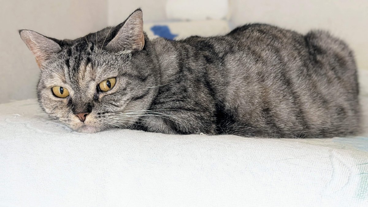 猫さん ねこさん⚡(ΦωΦ) on X