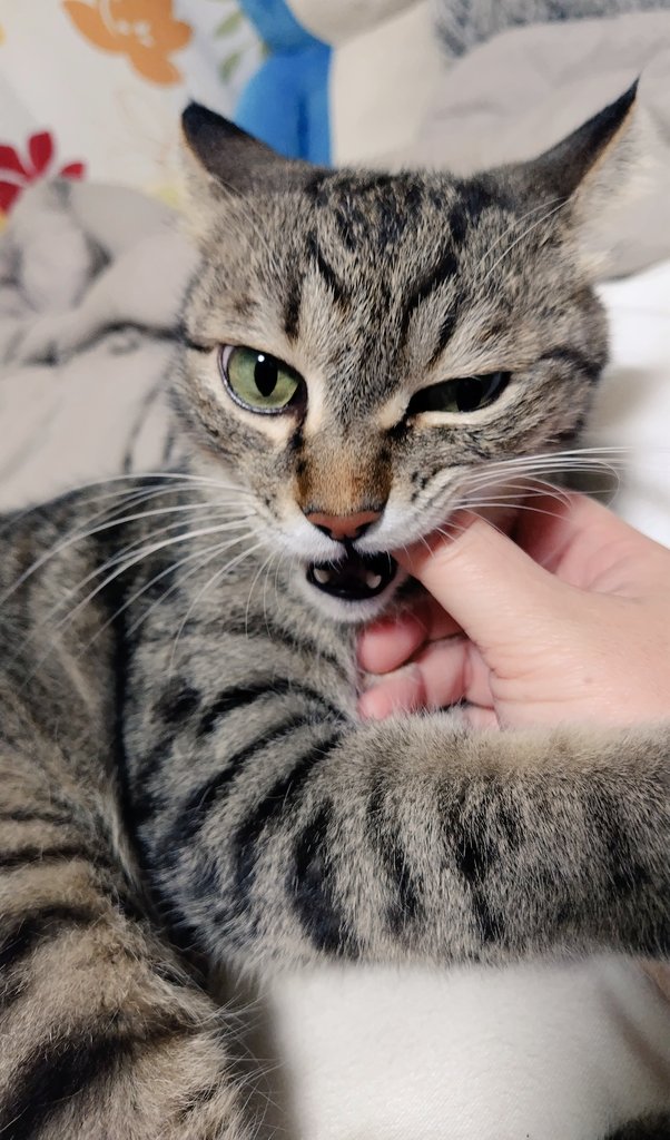 トラ猫ゴロー ゴロー🐾 (@cat_56chan) / Posts / X