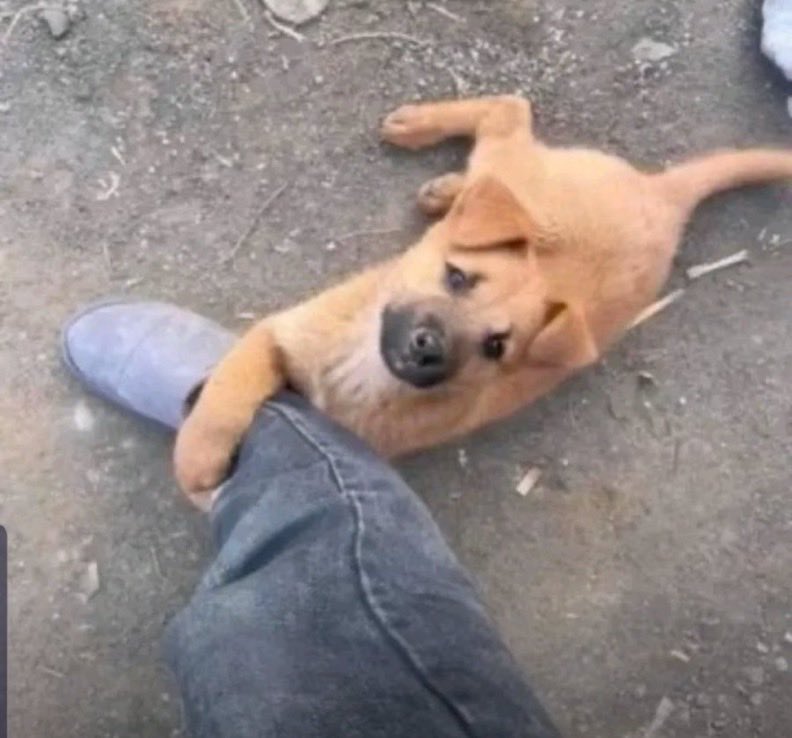 Manchester United should win this next match against Brighton 🙏😭
I am ready to put my virginity on the line🙏😭😭😭😭