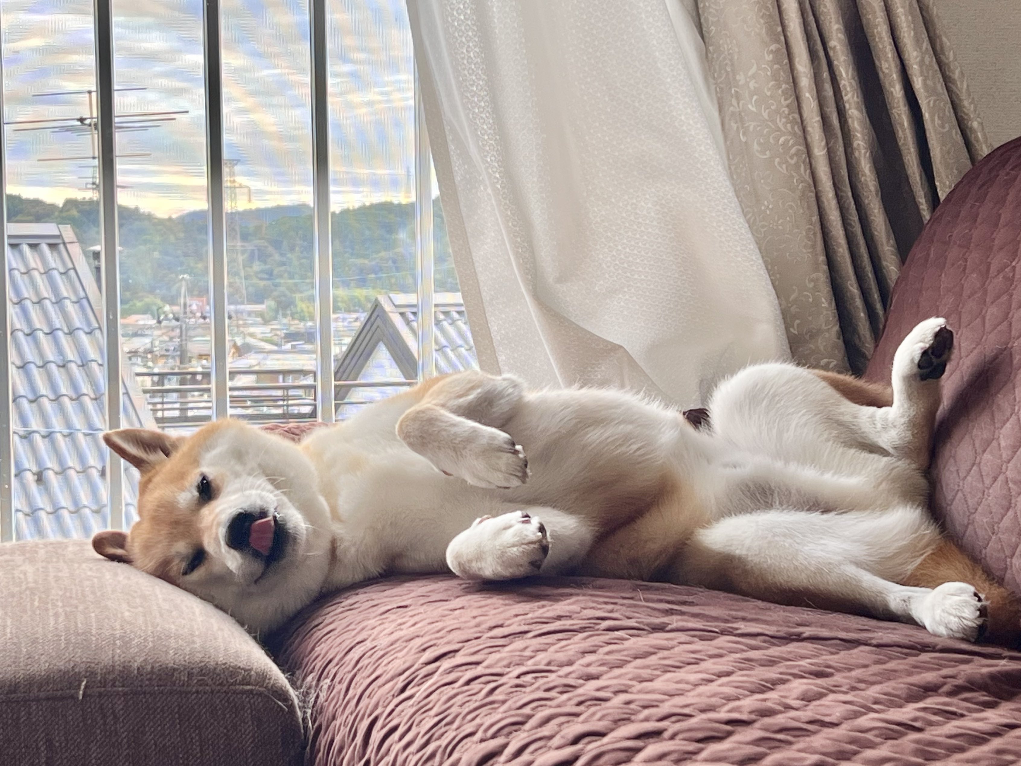 ゲン太犬 ゲン太犬 I drove a Porsche🩵🩵🩵 #ポルシェセンター高輪 さん