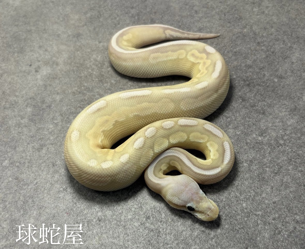 tamahebi_bp's tweet image. 【販売個体】
Banana Pewter Mojave het Clown poss Sterling ♂
2025JPCB
¥48,000
大きくなってもシュガースポットは少なめかな?と思います。
hetクラウンも繁殖においてはナイスかと👍
#ボールパイソン
#ballpython
#爬虫類
#球蛇屋