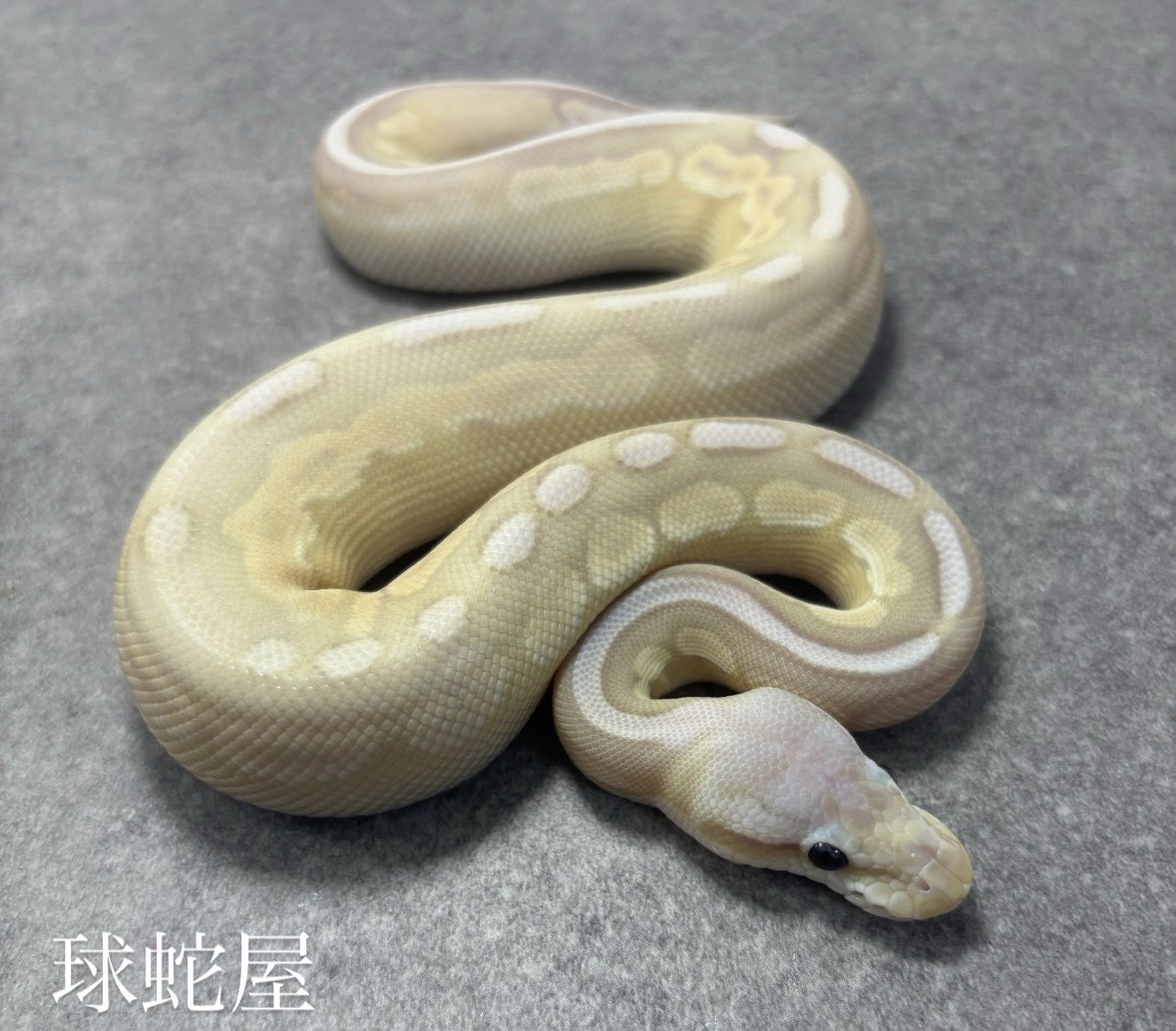 tamahebi_bp's tweet image. 【販売個体】
Banana Pewter Mojave het Clown poss Sterling ♂
2025JPCB
¥48,000
大きくなってもシュガースポットは少なめかな?と思います。
hetクラウンも繁殖においてはナイスかと👍
#ボールパイソン
#ballpython
#爬虫類
#球蛇屋