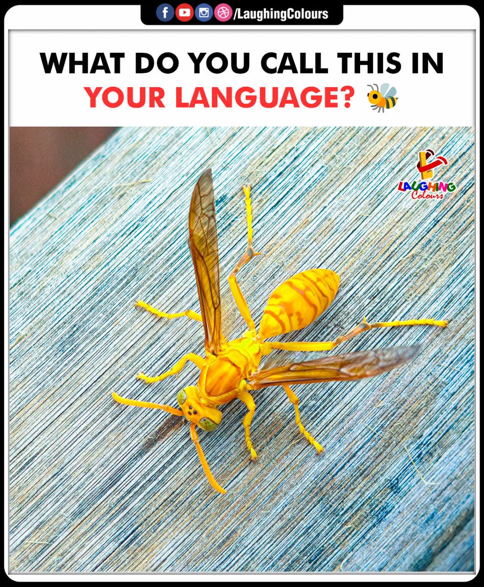 LaughingColours's tweet image. Name this buzzing buddy 🐝

#FunnyPost #Insects #LanguageFun #BuzzBuzz #RelatableMeme #LaughingColours