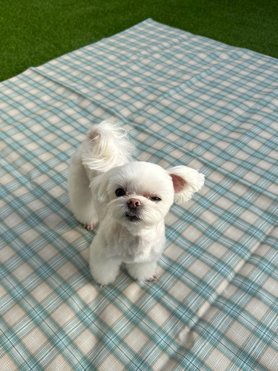 Minijae_Ars's tweet photo. Coco's IG Post 🐩🤍

21/10/2025
@.b_ftaq : 
🔗 : https://t.co/Ua9OI3Nvf5
(สามารถชมภาพทั้งหมดผ่านลิงก์ด้านบนค่ะ)

#코코 #최코코 #CoCo #ChoiCoCo
#영재 #YOUNGJAE #ARS 
@ChoiArs_YJ @YOUNGJAExArs https://t.co/SoDrqISgJm