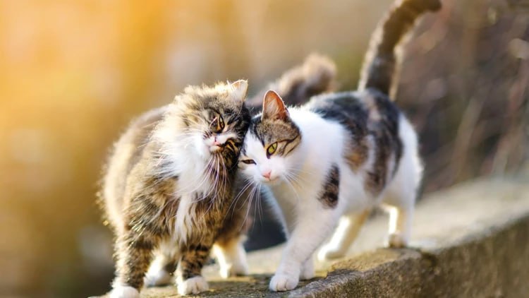 🐾 In Turkey, a man agreed to pay alimony… for two cats after a divorce!

According to the divorce settlement, he committed to transferring 10,000 Turkish lira (~$330 / ~€310) to his ex-wife every three months — for ten years or as long as the cats live. The amount will be