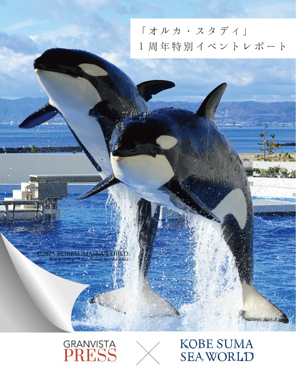 2025年9月27日、#神戸須磨シーワールド 開業1周年特別イベント「オルカ